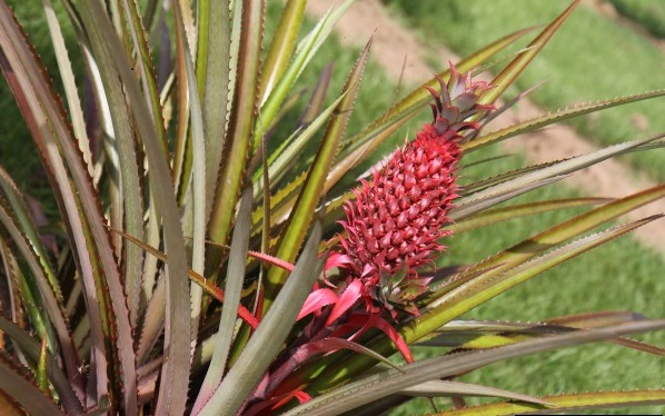 Pineapple-Red-2995.jpg