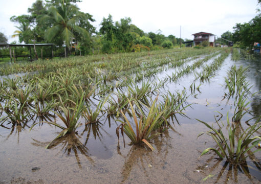Post-floods, pineapple farmers face crisis